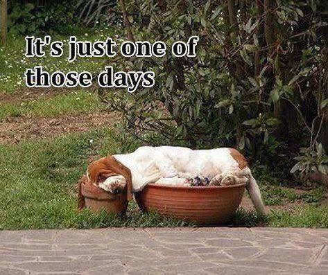 CarlosMerritte's tweet image. It&apos;s just one of those days
#BassetHumor #BassetFamily #BassetLoveAffair #SillyBasset #BassetMoments #BassetHoundLoverUSA