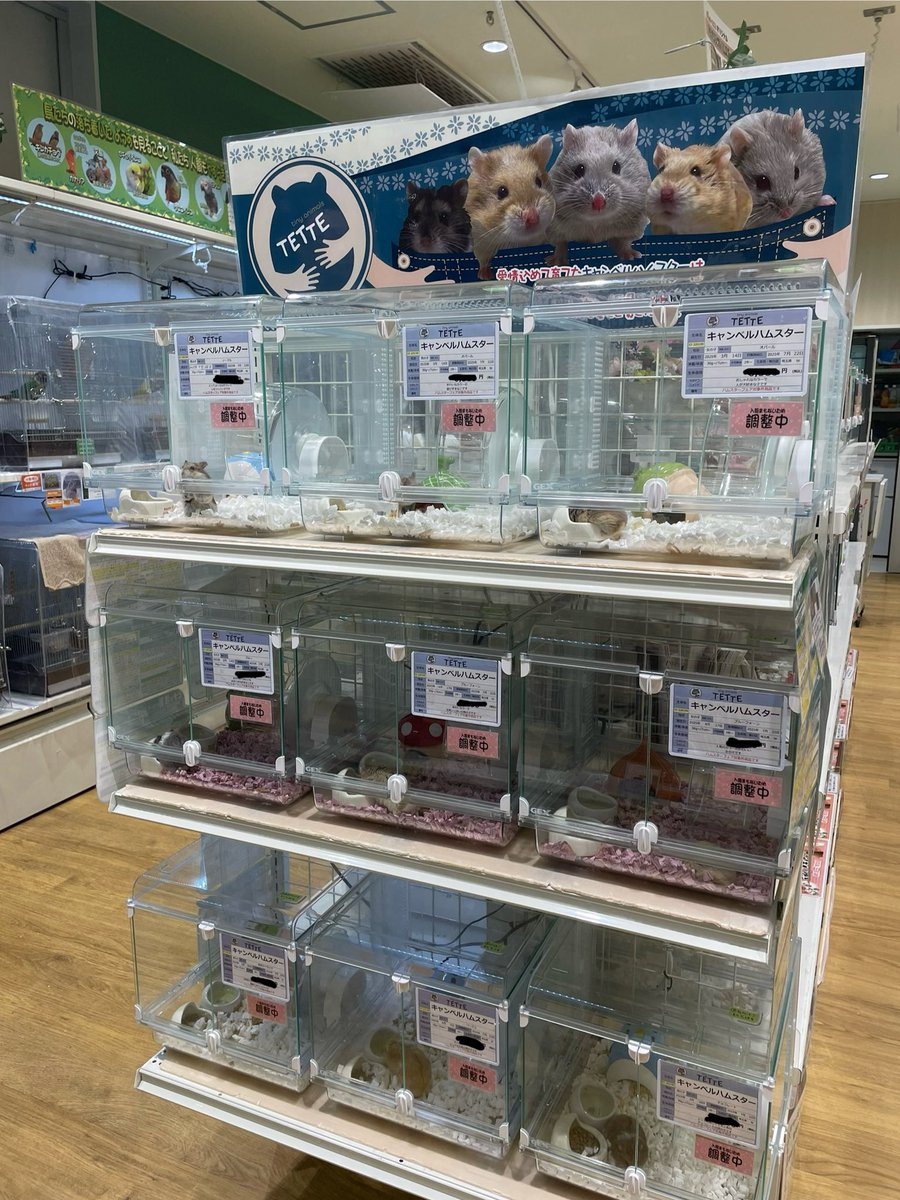 t_a_TETTE324's tweet image. ⭐︎お知らせ⭐︎
ペットエコ多摩本店さんに、TETTEのキャンベルハムスターを置いていただくことになりました!
特設ブースも作っていただきました✨
販売開始は今週末からになります!
今週末はエキゾチックレプタイルエキスポにも出店しますので、みなさん遊びにきて下さい😊✨…