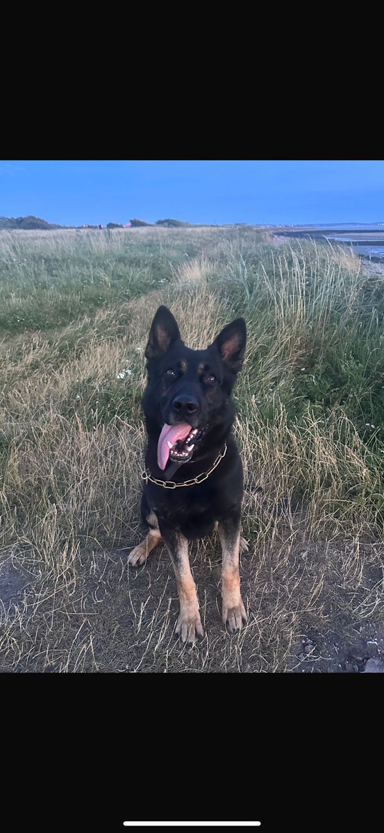 MerPolDogs's tweet image. Yesterday PD Taro demonstrated the capabilities of our dogs when he located a car key hidden in a cemetery after a vehicle pursuit. He made light work of what would have taken our human officers days to resolve, sniffing out the key in about 30minutes. Brilliant work Taro!