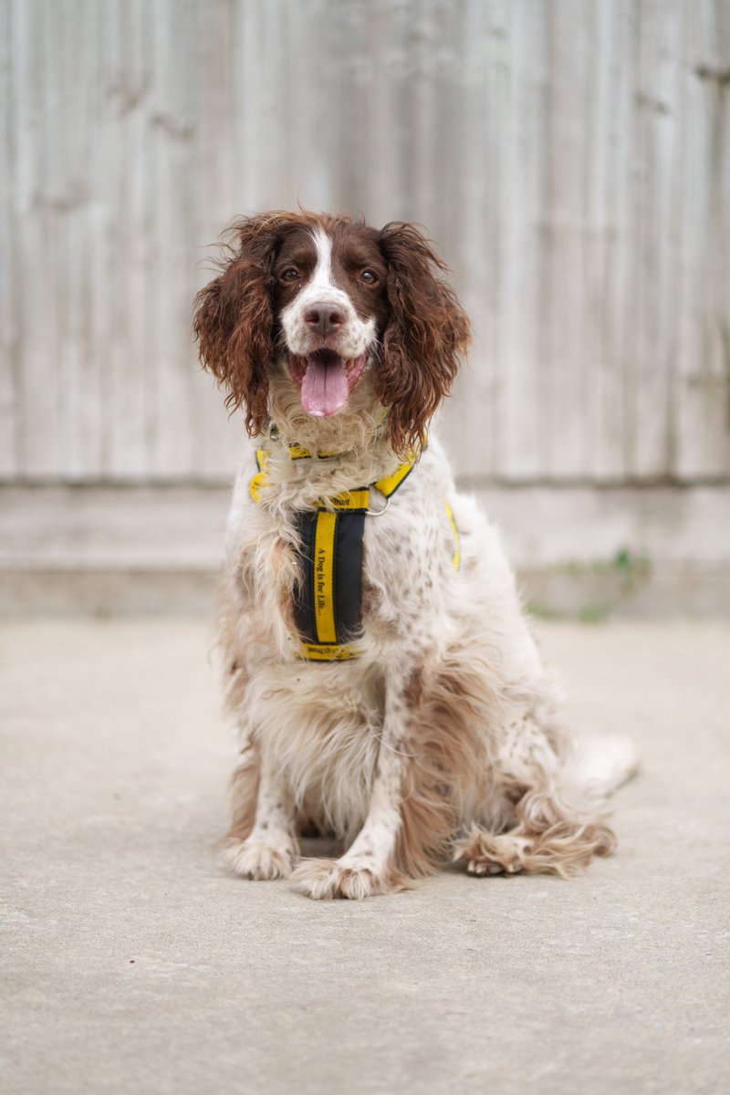When we faced the reality of homelessness, we had no choice. It felt like we were being forced to give up a family member to keep a roof over our heads.” - Toby’s owner
No one should have to make that choice 💔
Sign the petition: DogsTrust.ie/petition 
#GoodBoyNotGoodbye (3/3)
