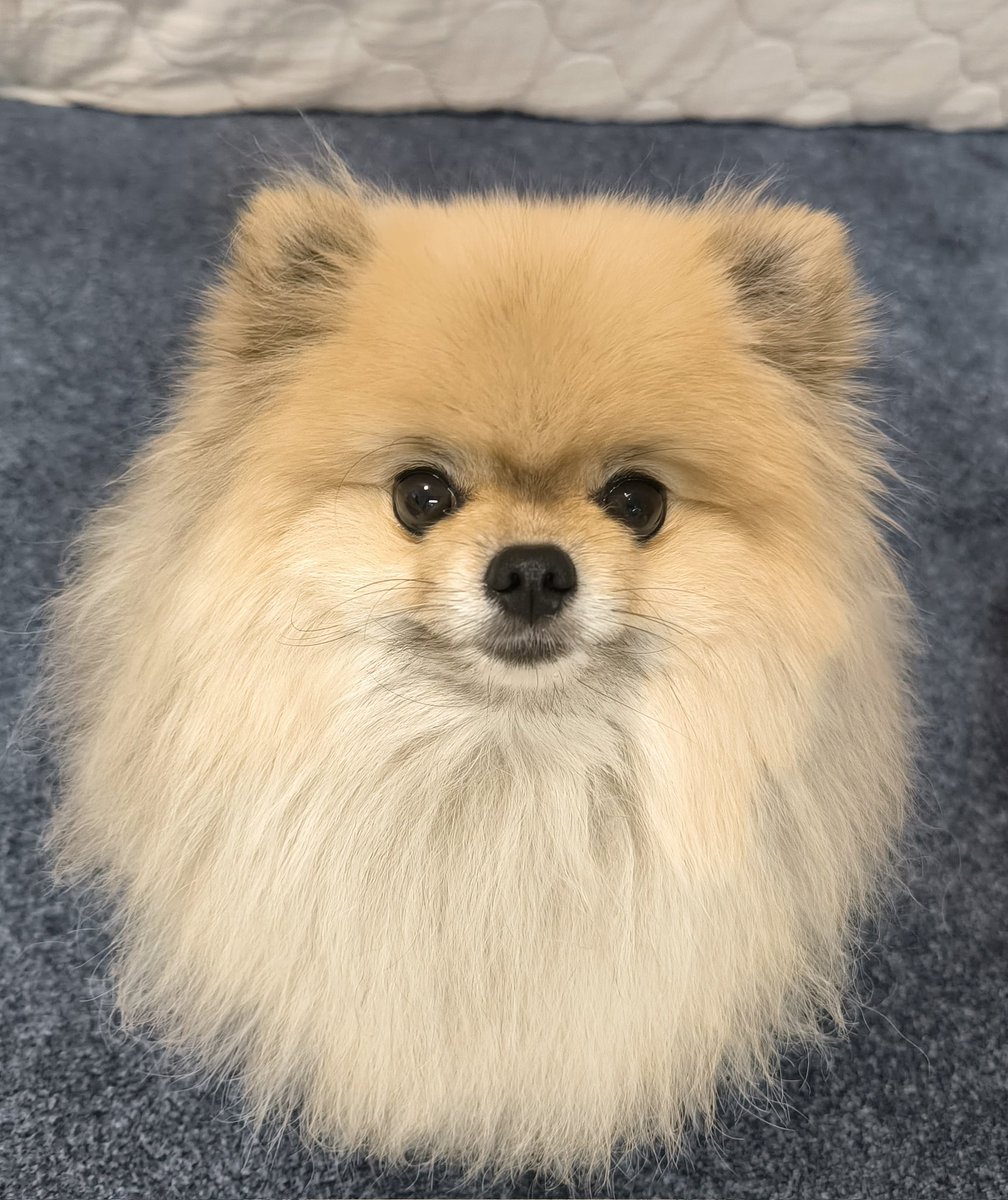 pome_boss0519's tweet image. 角刈りポメラニアン