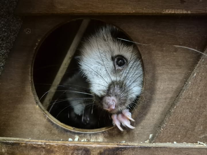 Farms for Schools members @cannonhallfarm have a code to get kids in half price this summer. The cloud rats know what it is - kids50 #farmvisit #outdoorlearning