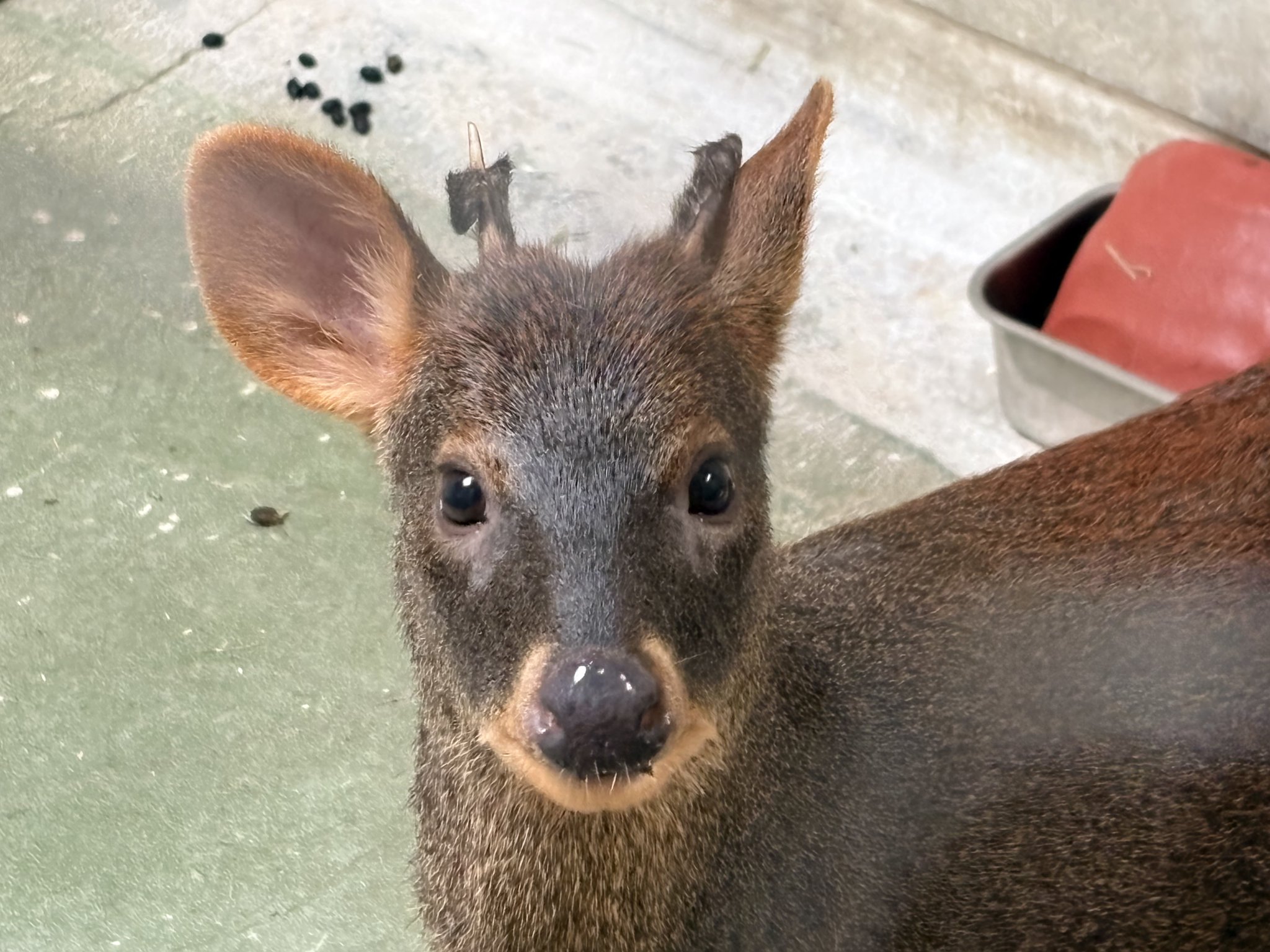 【多分・・本物】動物の〇ちゃんを素材としたプラクルアン。すごい金運＆幸運らしい… プラネットズー】完成記念特番！動物園ドローンツアーから