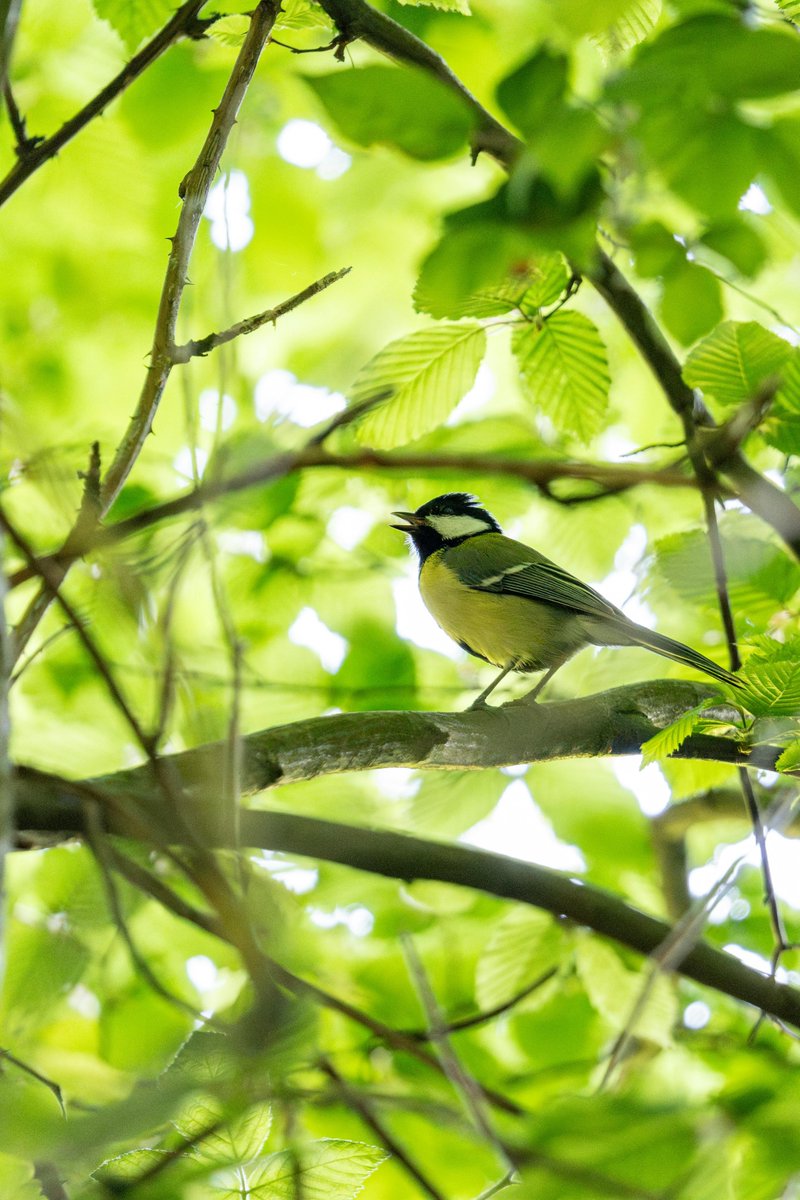 TF_Global's tweet image. Every restored forest is a vote for life. For birdsong, for rainfall, for future generations—it all begins with planting. 🌱