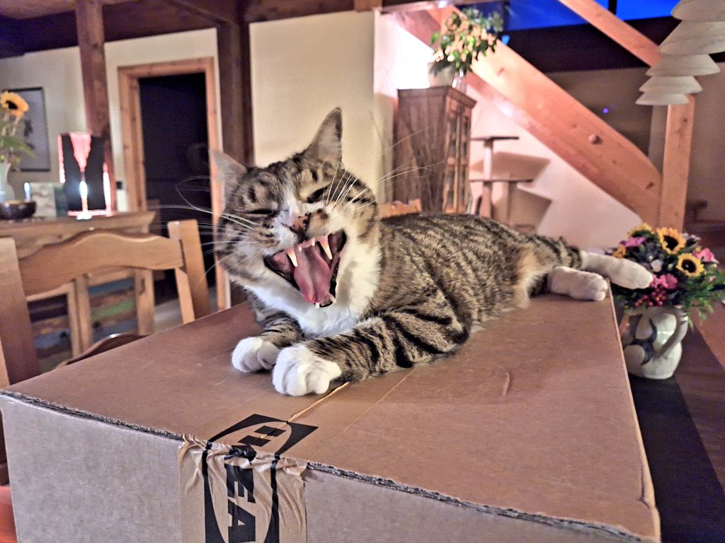 Happy #tongueouttuesday! Last night, I held this parcel hostage, I'm only releasing it for treatos. I've learned that from George <a href="/TheStourbridge/">George The Stourbridge Junction Station Cat</a>. ~Oscar 
#hedgewatch