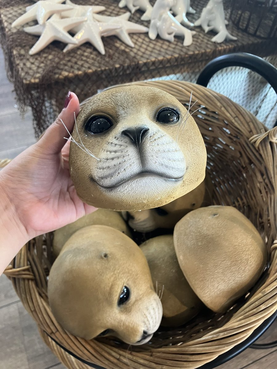 Seallover_Emily's tweet image. このアザラシの生首の置物の
使い道を募集中!笑
これはアザラシ幼稚園付近の
お土産屋に売られていたものです
#WECWaddenzee
#Zeehondencentrum
#アザラシ幼稚園