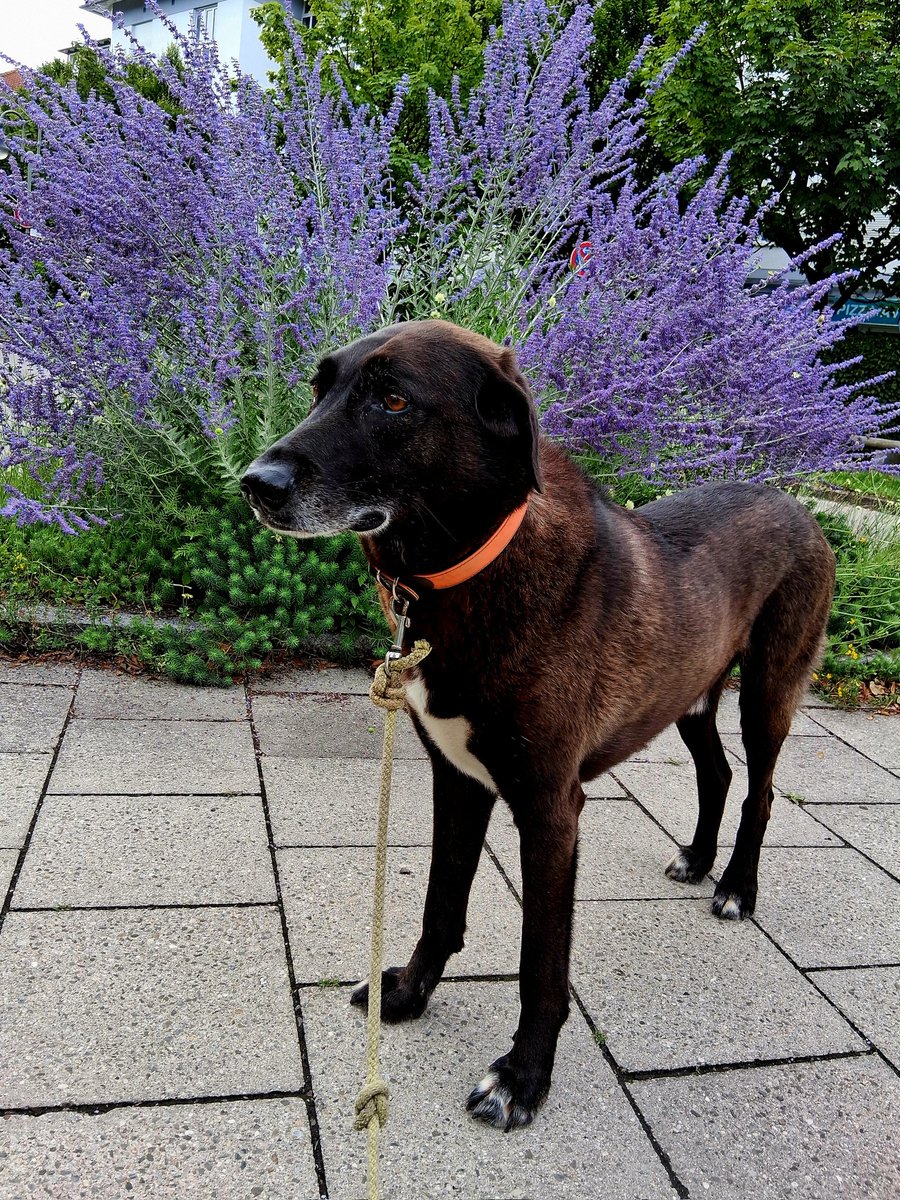 Romsi07755176's tweet image. Morgens in Bayern
( u. a. mit Leo, Lenny, Yoshi, Flori, Micky, Maya, Mickey & Yilka) #dogsoftwitter #dogsofX #dogstar