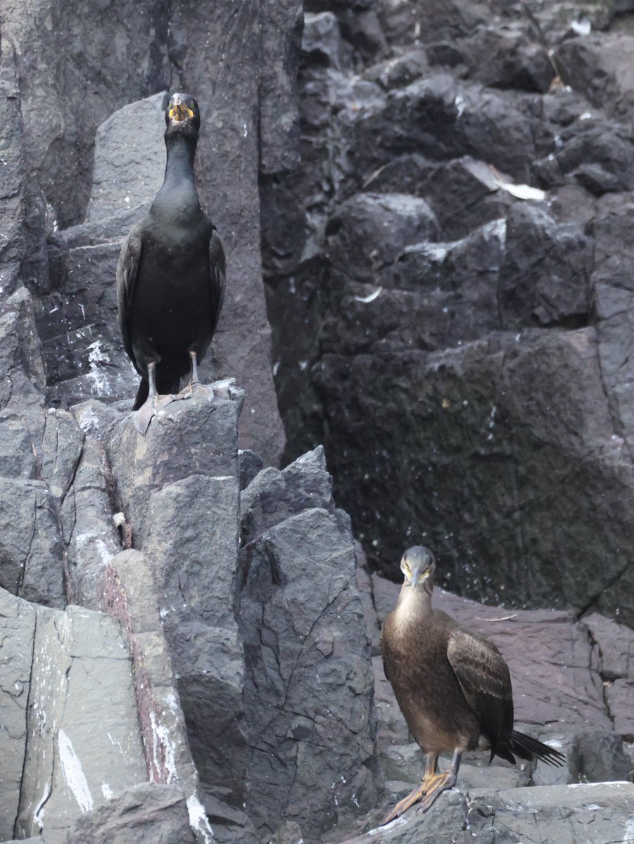 cranky1456's tweet image. Here we have a adult & juvenile Shag on the #Rocks at the Farne Islands for #RockinTuesday
So let's Share/QP your best rock shots with or without anything on them for all to see.
#birds #photography #EastCoastKin
