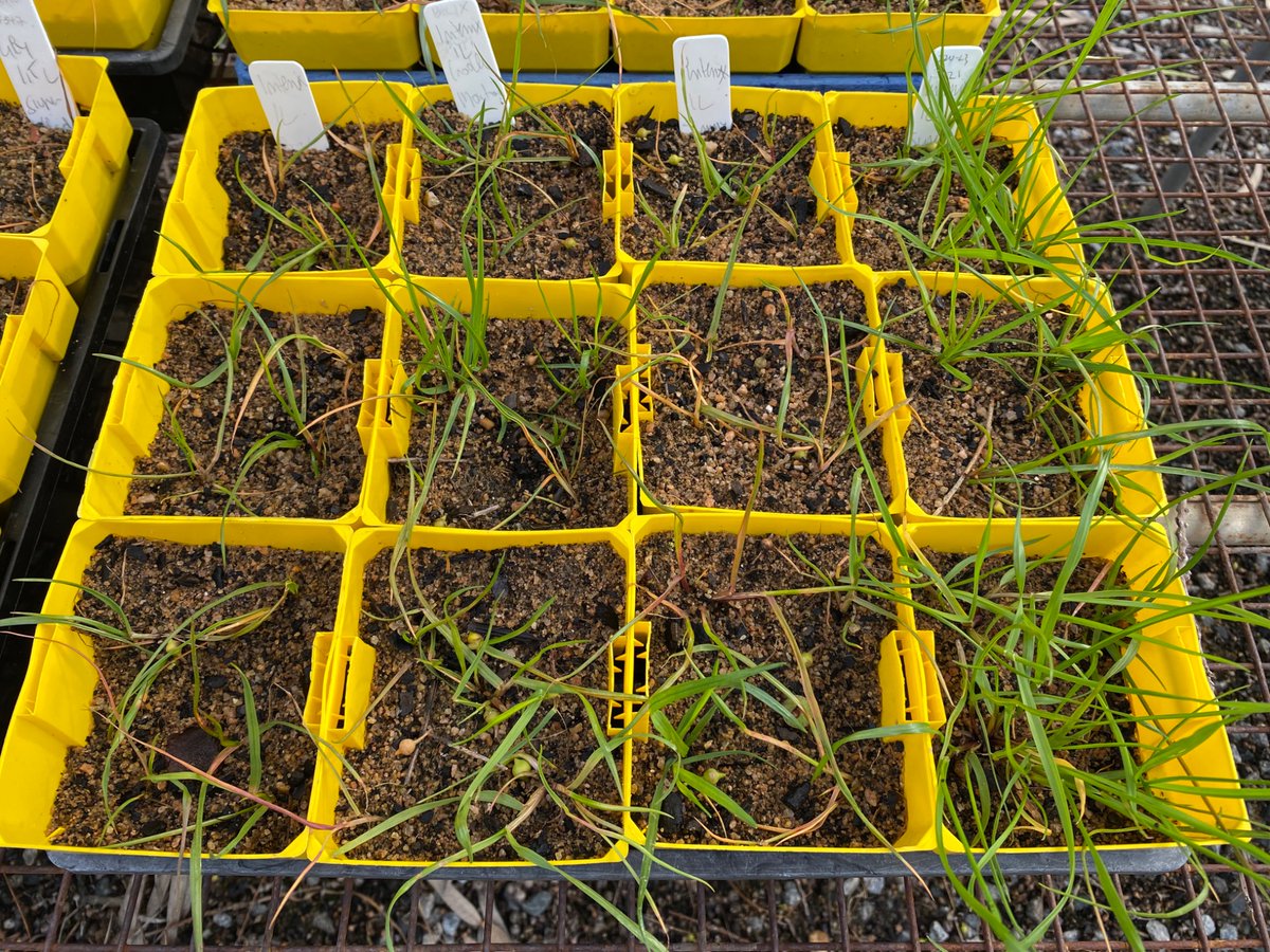 Recent resistance testing work for 4 ARG samples from one farm in WA central wheatbelt : No resistance for Crucial 1.5L or Sequence240 500ml.  Axial 500ml and Intervix 1L can still work.  All photos in order.  Minimal cost and 3 week turn around from seedlings receival.