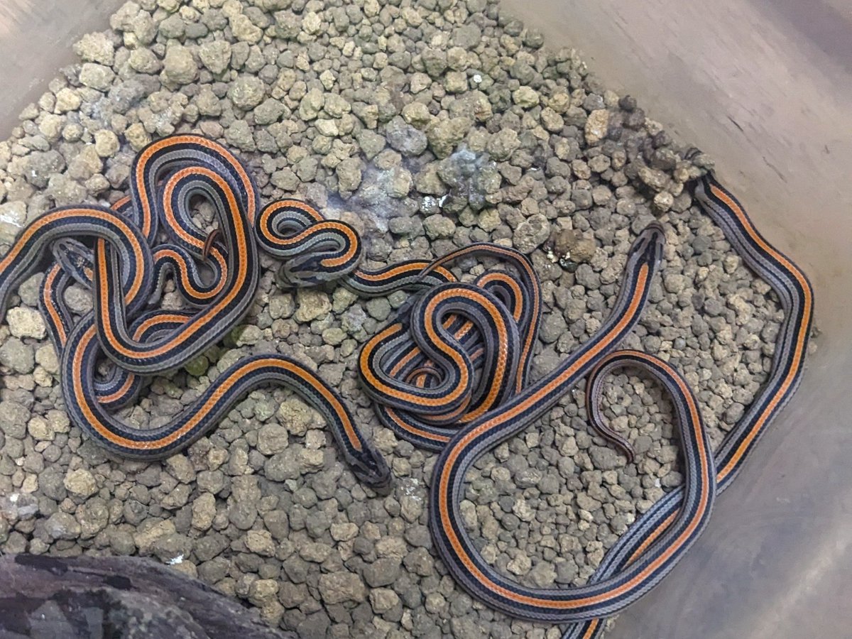 mate_tree's tweet image. ヤスジククリィ゙25CB  2万9千円

生まれたてやないかい！
違う違う、そうなんだけどめっちゃデカいハッチで餌全開で食べます！
CB探してもそうそういないぜ！
探してないかも知れんけど！
お問い合わせお待ちしています！