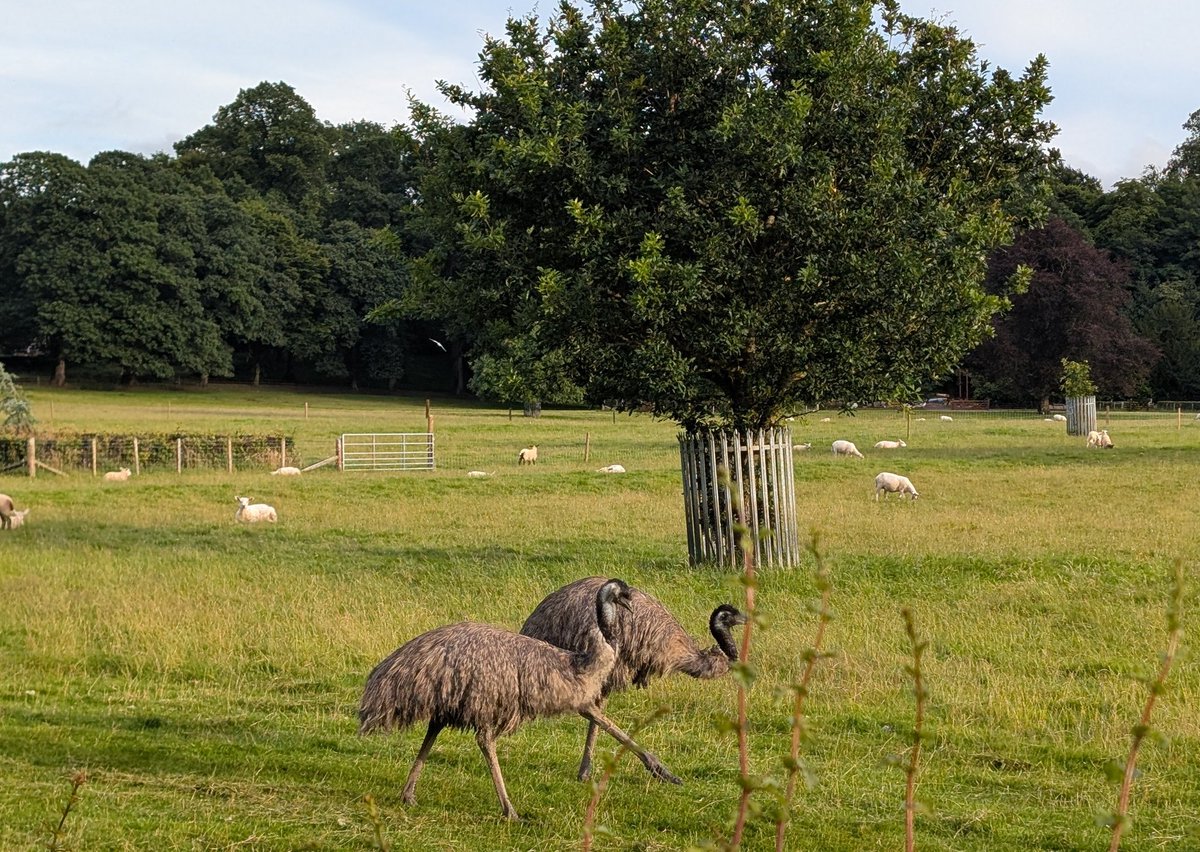 Lakes_Graham's tweet image. My favourite field to walk past on my morning dog walk. The scene of Emu's and sheep living in harmony is a great start to the day.😅