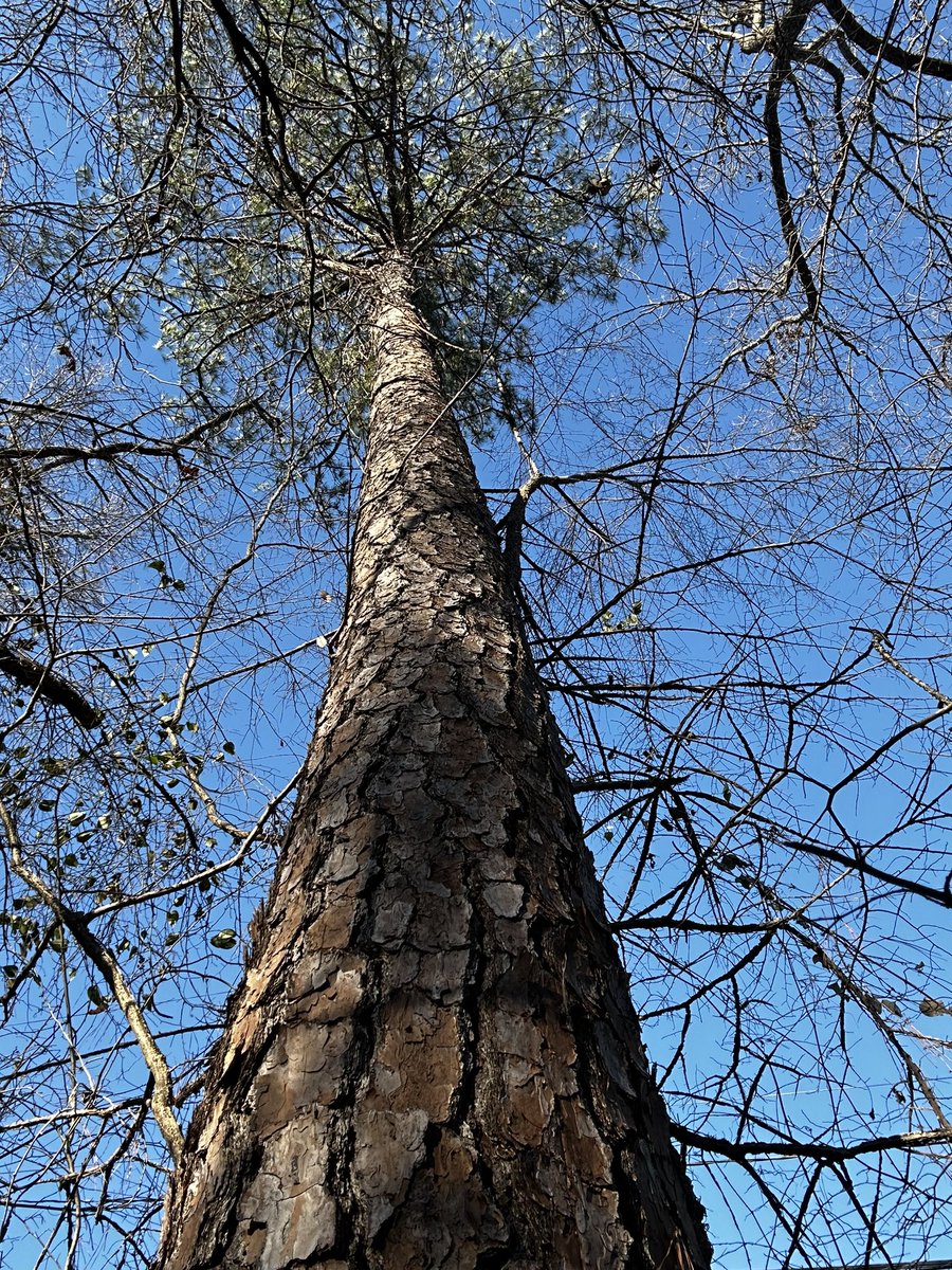 al_lawson20's tweet image. ThickTrunkTuesday sharing the forest beauty.#thicktrunktuesday