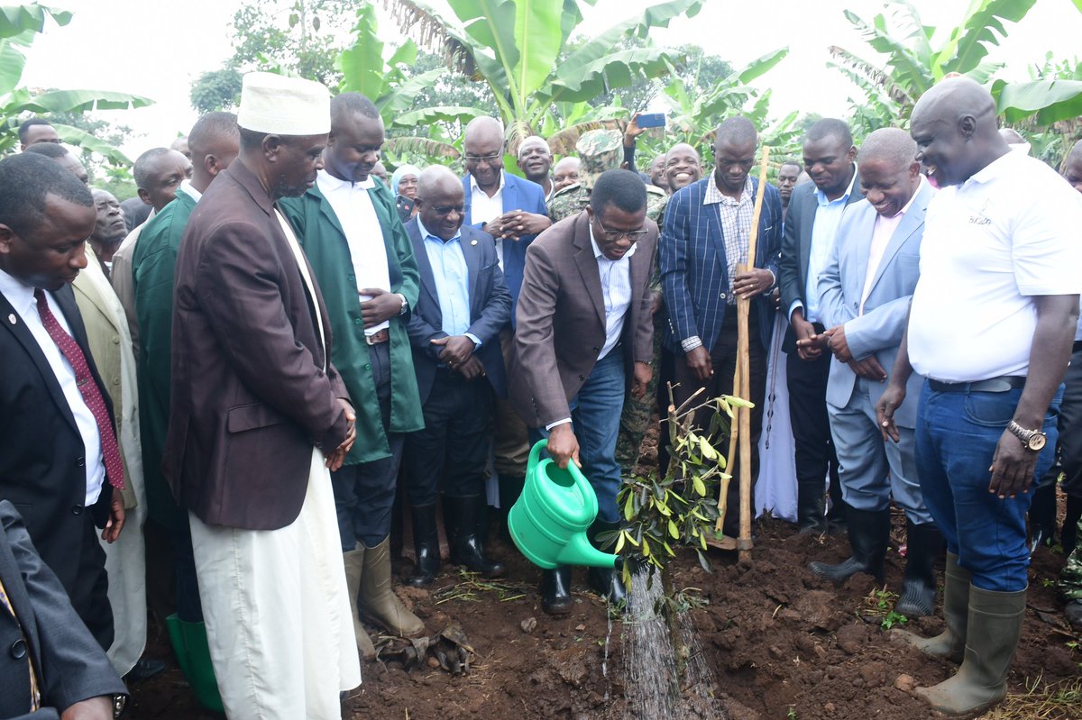 BugandaKingdom_'s tweet image. Mmwanyi terimba Kyaggwe.
Katikkiro Charles Peter Mayiga atandise okulambula abalimi b'emmwanyi mu Ssaza Kyaggwe okunnyikiza kaweefube w'okulima emmwanyi okusobola okugoba obwavu.
Kaweefube amutandikidde mu ggombolola ya mumyuka Nakifuma ku kyalo Ddiikwe ew'omulimi Kimuli Eddy…