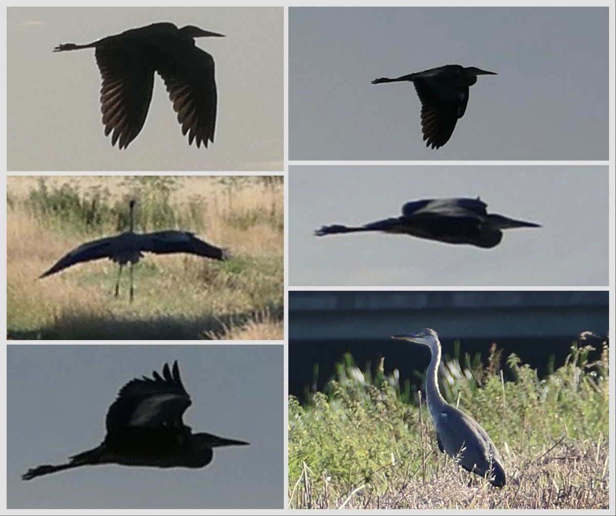 riversideros's tweet image. Silhouettes of Heron! Little Stour.