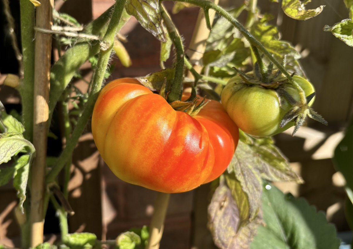 NoniSturge's tweet image. I think this Gourmansun tomato is ready to harvest. A first for me. Looking forward to tasting it 🍅
Have a lovely day everyone. Lots of smiles ☺️
#tomato #gardening #gyo
📷 This morning and yesterday