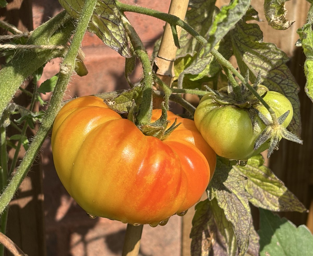 NoniSturge's tweet image. I think this Gourmansun tomato is ready to harvest. A first for me. Looking forward to tasting it 🍅
Have a lovely day everyone. Lots of smiles ☺️
#tomato #gardening #gyo
📷 This morning and yesterday