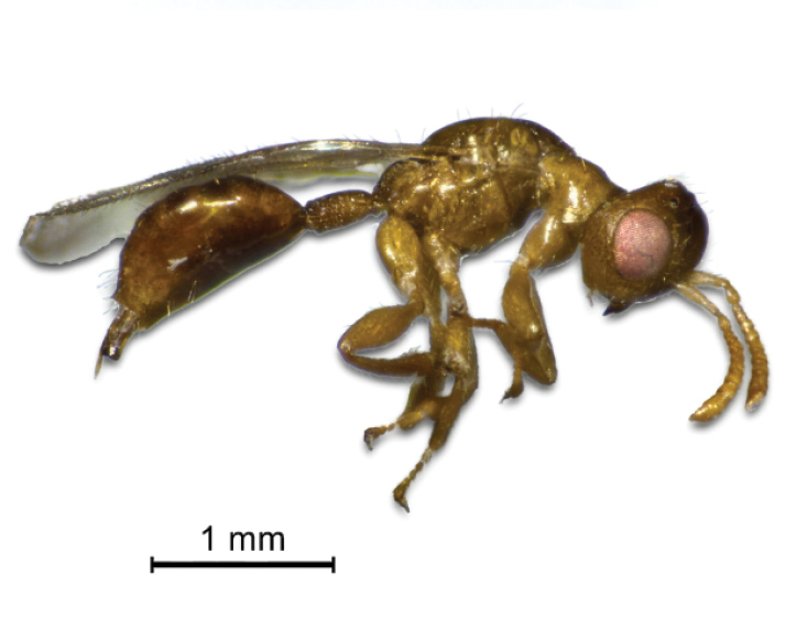 HymenopteraJour's tweet image. For the first time, the presence of several pollinating and non-pollinating fig wasps is documented on the Iberian Peninsula: doi.org/10.3897/jhr.98…

#alienspecies #wasps #pollinators
