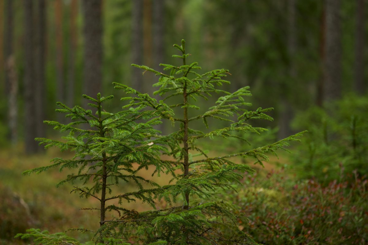 TF_Global's tweet image. Forests offer second chances.
Even damaged land can become wild again—with time, care, and trees to lead the way. 🌲