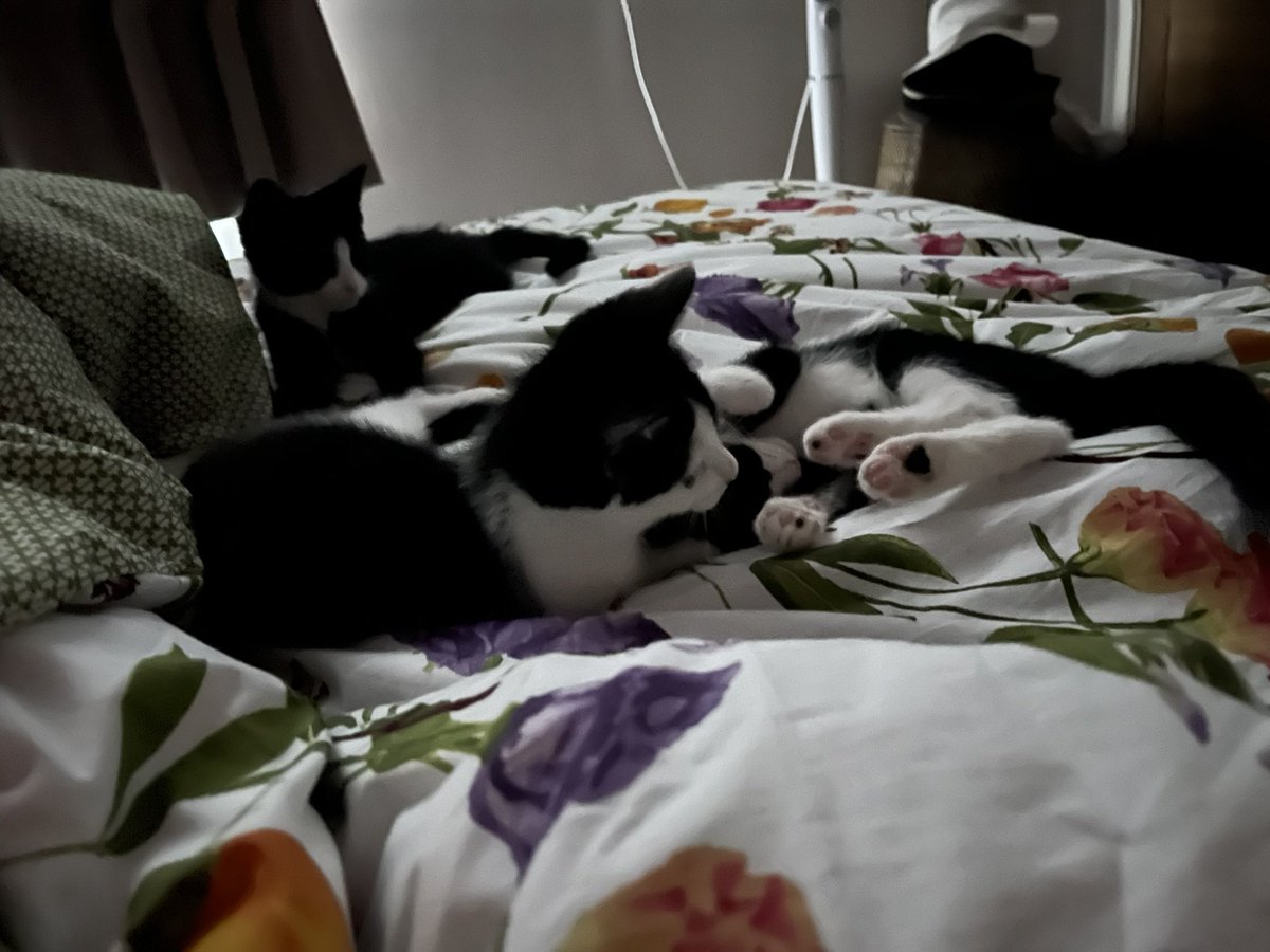 owenclark3's tweet image. I had three bed buddies this morning. Jeff held a tail-chasing masterclass at 5.30, did an extra twirl and fell off the bed! #catsoftwitter