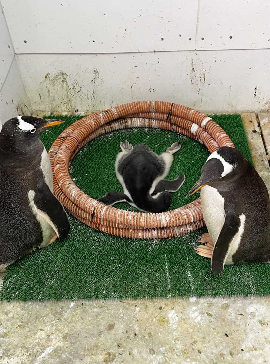 marinepark_nixe's tweet image. 見てください!この寝相!!
ジェンツーペンギンのヒナ②が大の字でぐっすり💤
#登別マリンパークニクス