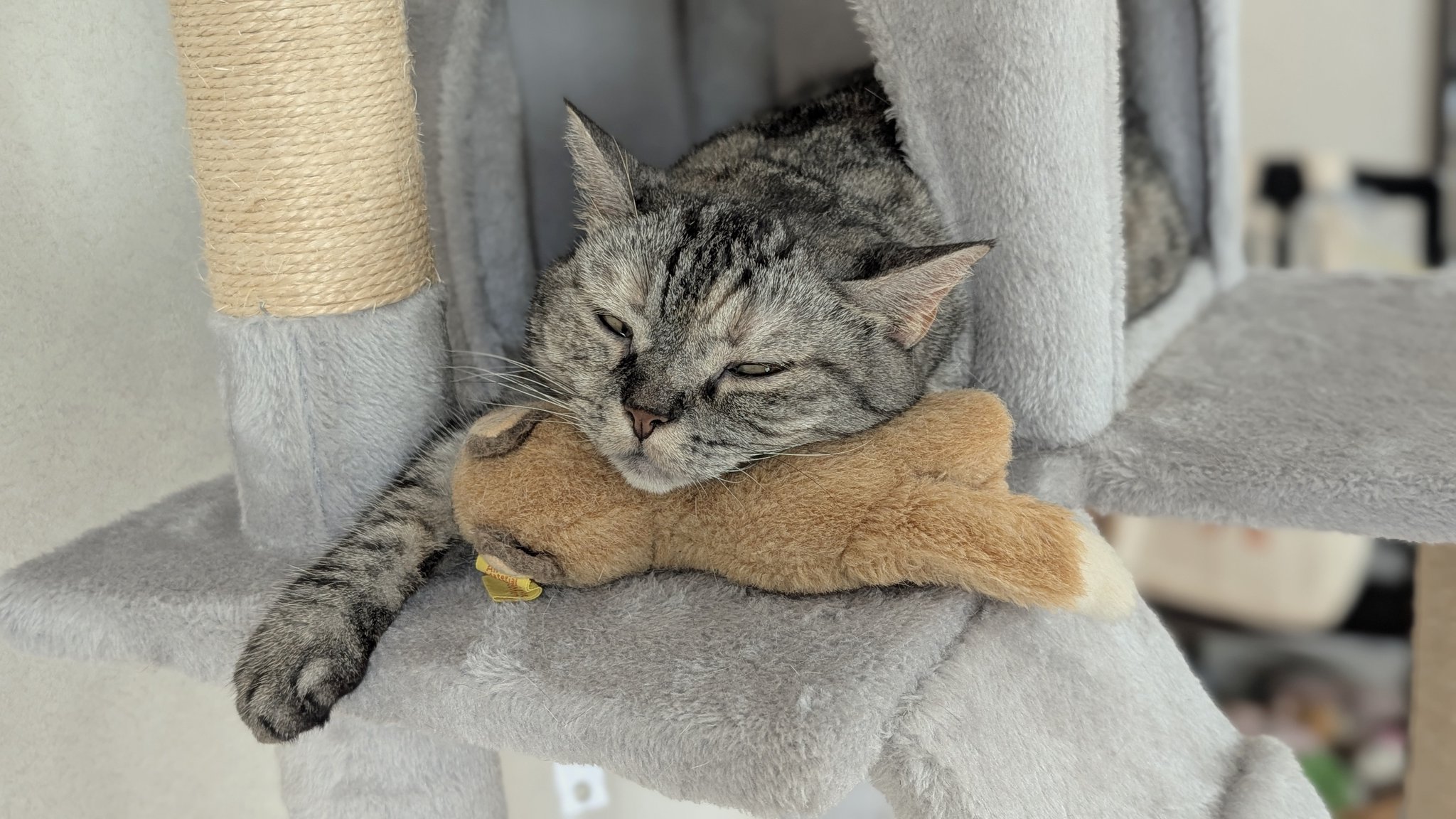 猫 m5-mgkss00007.jpg