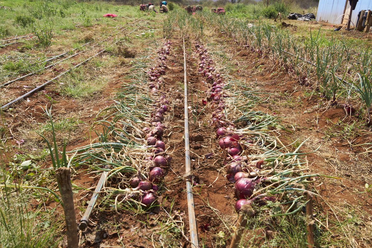Israel in Kenya (@israelinkenya) on Twitter photo 🌿🇮🇱🇰🇪 Beyond the Classroom: <a href="/MASHAVisrael/">MASHAV Israel🎗️</a> Impact in Action 🇮🇱🇰🇪🌿
Meet David Kamau and his co-founder Kennedy Muthamia - both <a href="/AICAT15/">AICAT</a> alumni of the 11 month programme supported by <a href="/MASHAVisrael/">MASHAV Israel🎗️</a>.
The two are—young Kenyans whose journey started after their training in Israel. 🌿🇮🇱🇰🇪 Beyond the Classroom: <a href="/MASHAVisrael/">MASHAV Israel🎗️</a> Impact in Action 🇮🇱🇰🇪🌿
Meet David Kamau and his co-founder Kennedy Muthamia - both <a href="/AICAT15/">AICAT</a> alumni of the 11 month programme supported by <a href="/MASHAVisrael/">MASHAV Israel🎗️</a>.
The two are—young Kenyans whose journey started after their training in Israel.