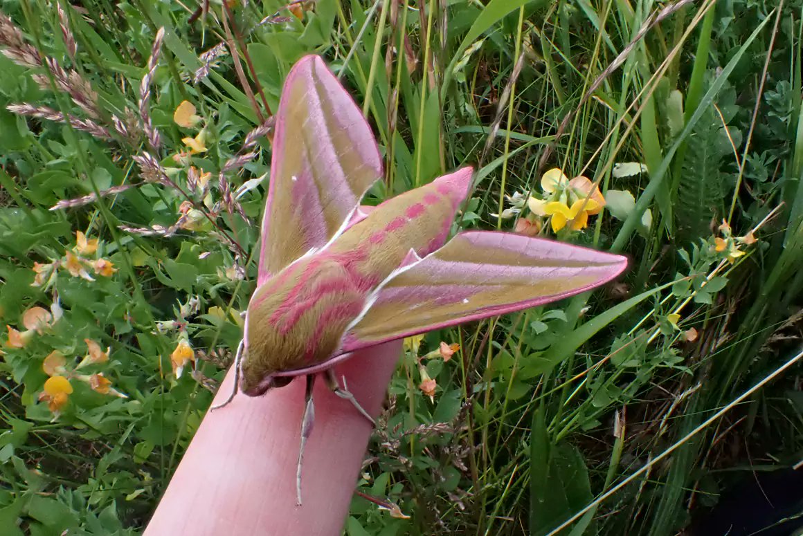 WelshCountry's tweet image. Rare Opportunity to Explore the Wild Side of Hergest Croft Gardens

welshcountry.co.uk/rare-opportuni…

@HergestG  #hergestcroftgardens #opengardens #opengarden #opengardenevent #gardenevents #gardenvisit #gardenvisits