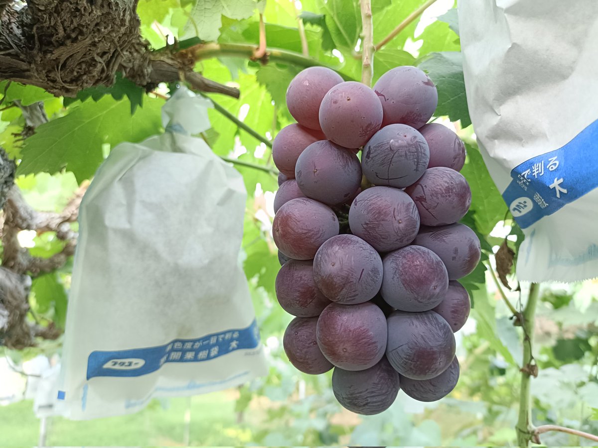 色も濃くなってきました！！
#今日のぶどう