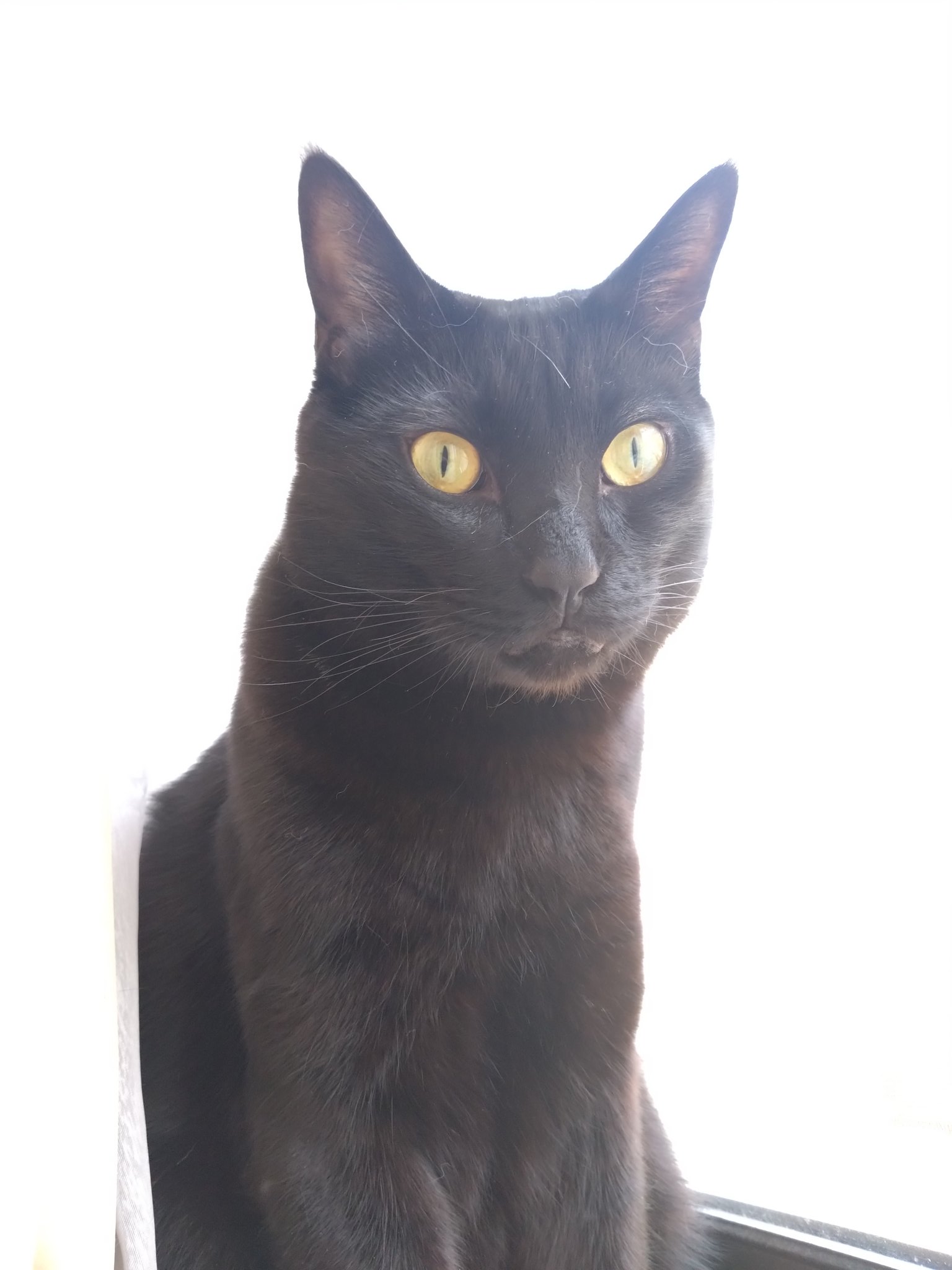 🐈‍⬛🐈‍⬛🐈‍⬛魔球はニャンズの下僕だもの🐈‍⬛🐈‍⬛🐈‍⬛ on