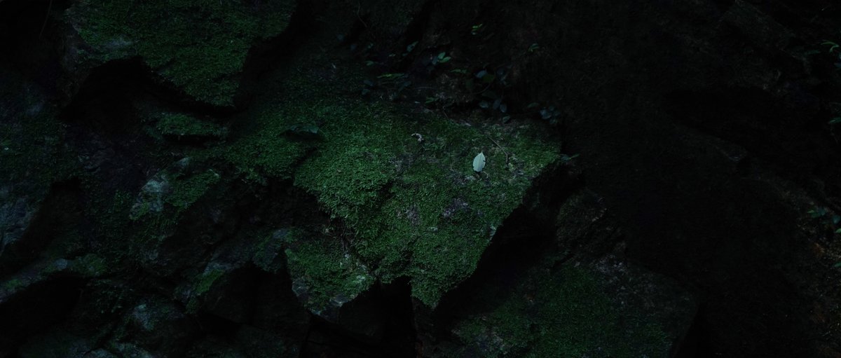 gracile_jp's tweet image. 