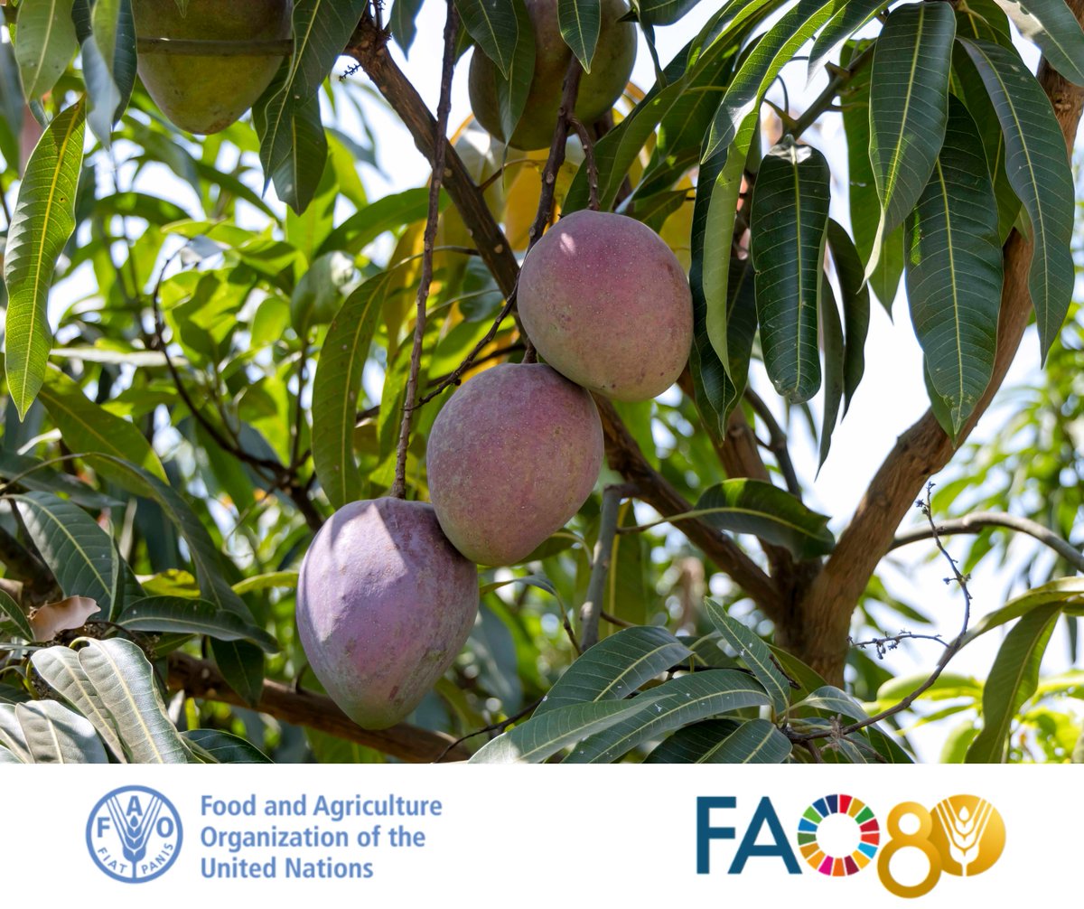 🥭Today we celebrate the king of fruits, #MANGO! 

Sweet, juicy, and packed with nutrients, mangoes are not only delicious but also support the livelihoods of farmers and local economies. 

Let’s savor the flavor and support sustainable fruit farming!

#mangoday 
#FruitForLife