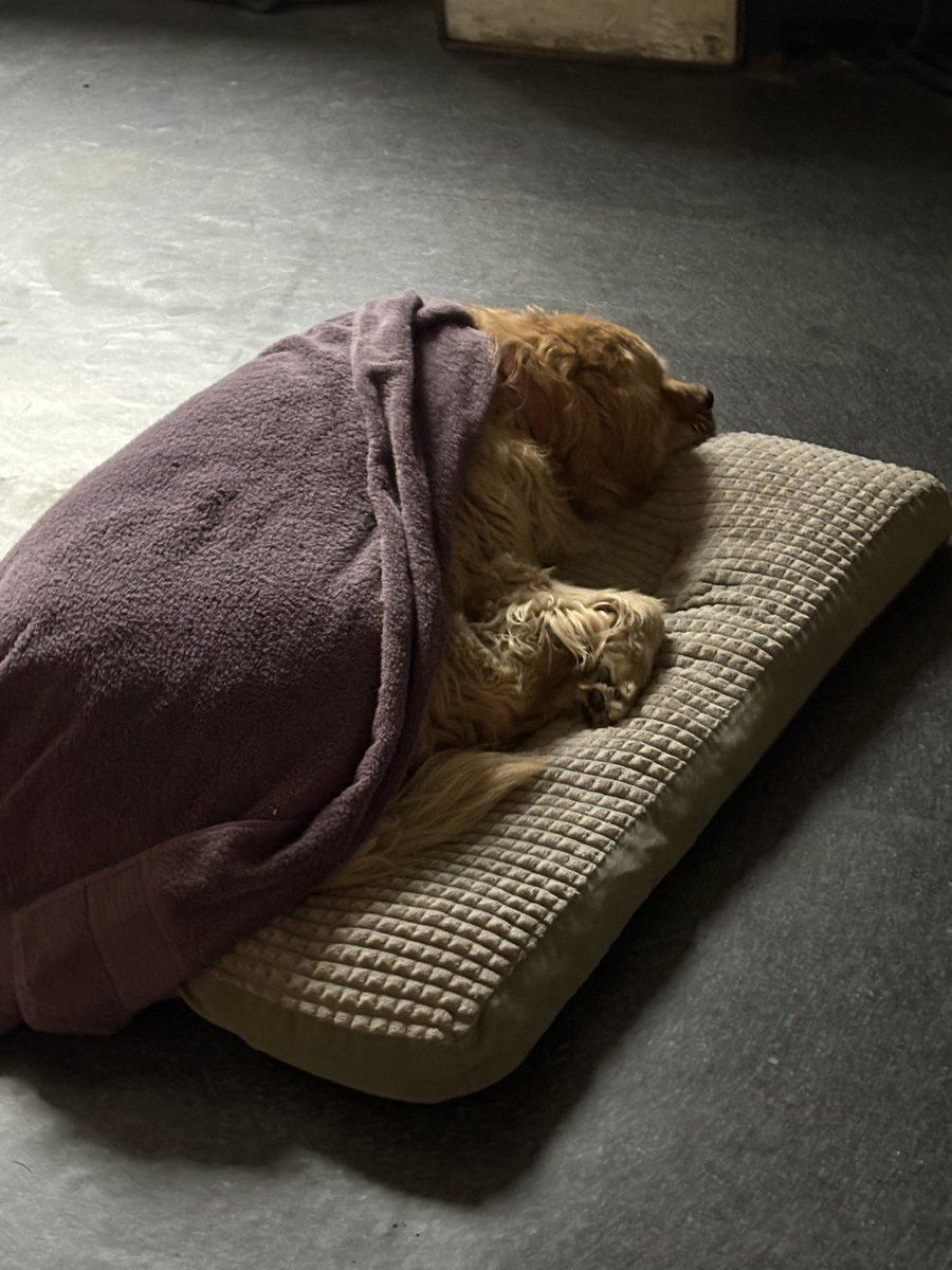 Бороо ороод шар нохой нь даараад бсын гэнээ 🤩