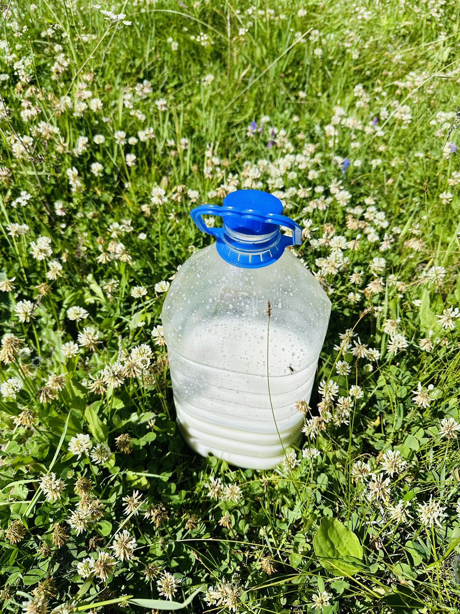 Айрагнаас өөр юм ууж идэхгүй байхад л таргалаад байхын…