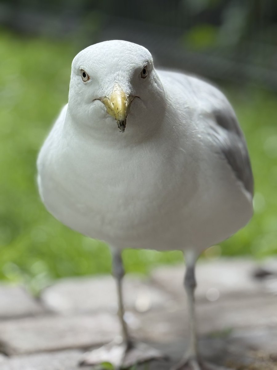 ulla lauska (@lulaluke) on Twitter photo 