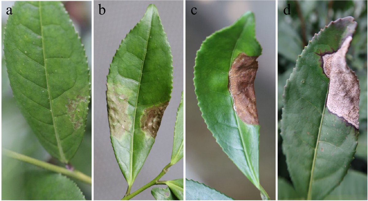 MaximumAcademic's tweet image. #BPR
Sinodiscula theae-sinensis confirmed as tea anthracnose pathogen. Study resolves controversy over Colletotrichum spp. involvement. 🍵
@HortiPlant @NewPhyt @sci_plant @PlantPhys @ThePlantCell #TeaAnthracnose #PathogenIdentification
Details: maxapress.com/article/doi/10…