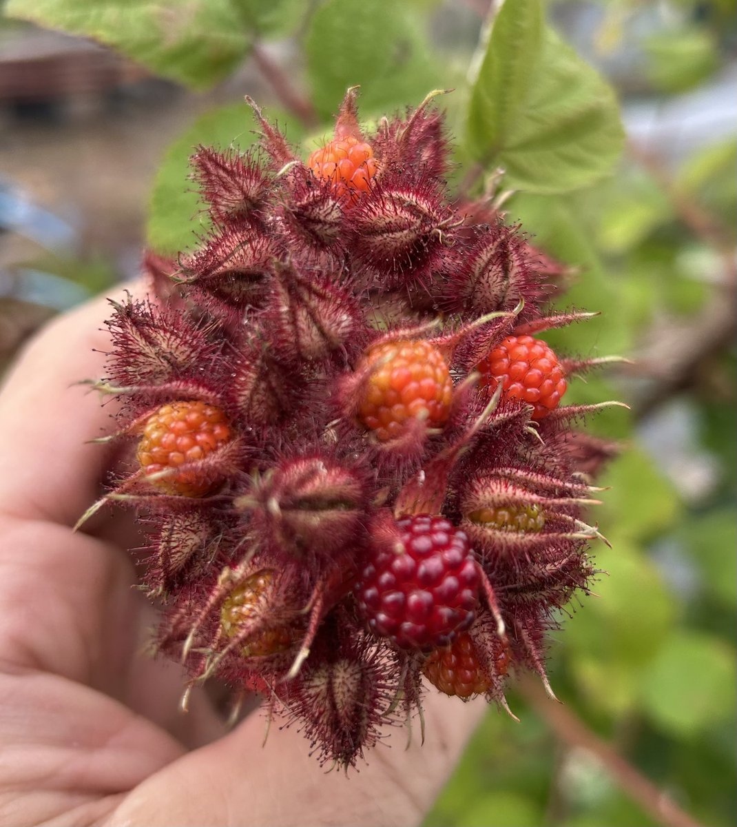 stewartwaine's tweet image. Japanese Wineberry , grown from seed they come pretty much true ,