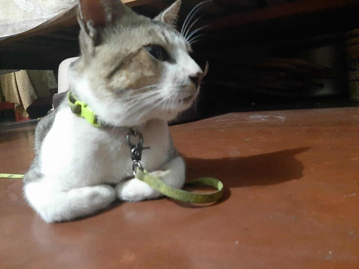 shayispurple's tweet photo. @catshealdeprsn Handsome boi https://t.co/KxFRu1KzBs