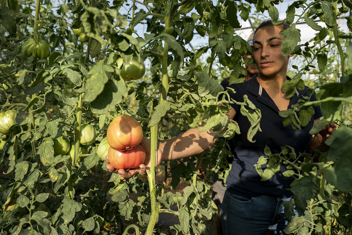 🍅El 26 de juliol, Les Arnaules serà present a la Festa del Tomàquet del Bages! Una gran oportunitat per tastar les seves hortalisses i conèixer de prop altres pagesos i pageses del territori. No hi falteu!🌿

👉web.manresa.cat/festadeltomaqu…

#AlimentemBCN #ParcsAgraris