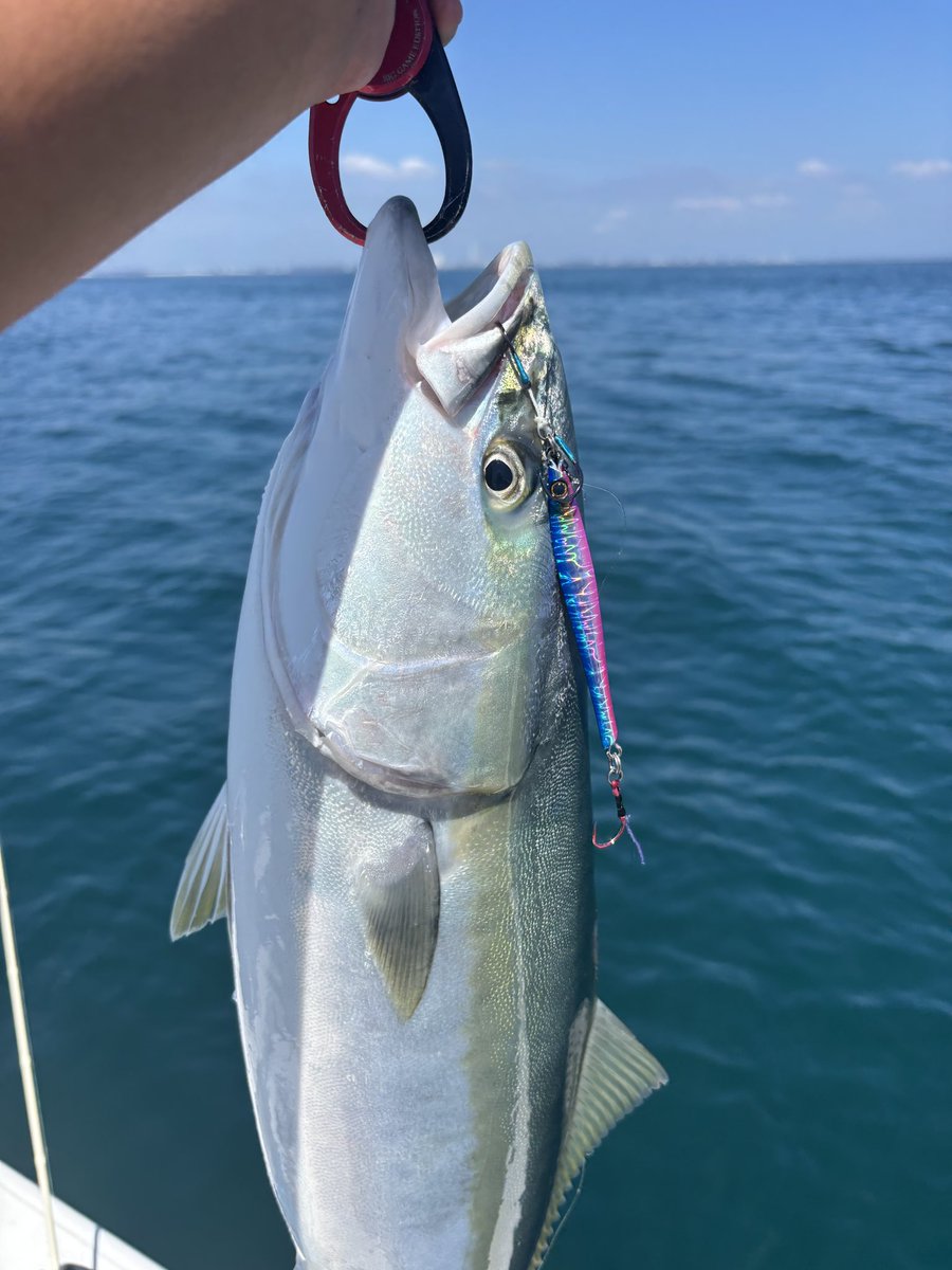 釣り人 難波 (@hima_Angler) / Posts and Replies / X