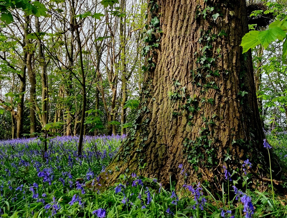Happy #thicktrunktuesday
Taken in Springtime
#bluebells
