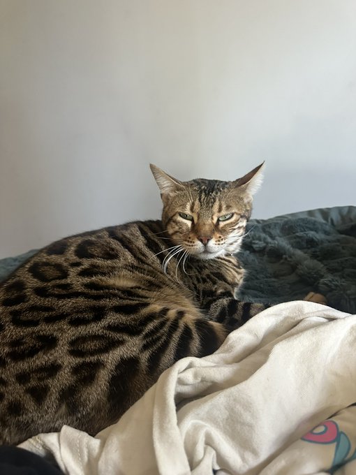 Watch Haley Reed✨$6 onlyfans✨'s leaked NSFW photo on TwXstars