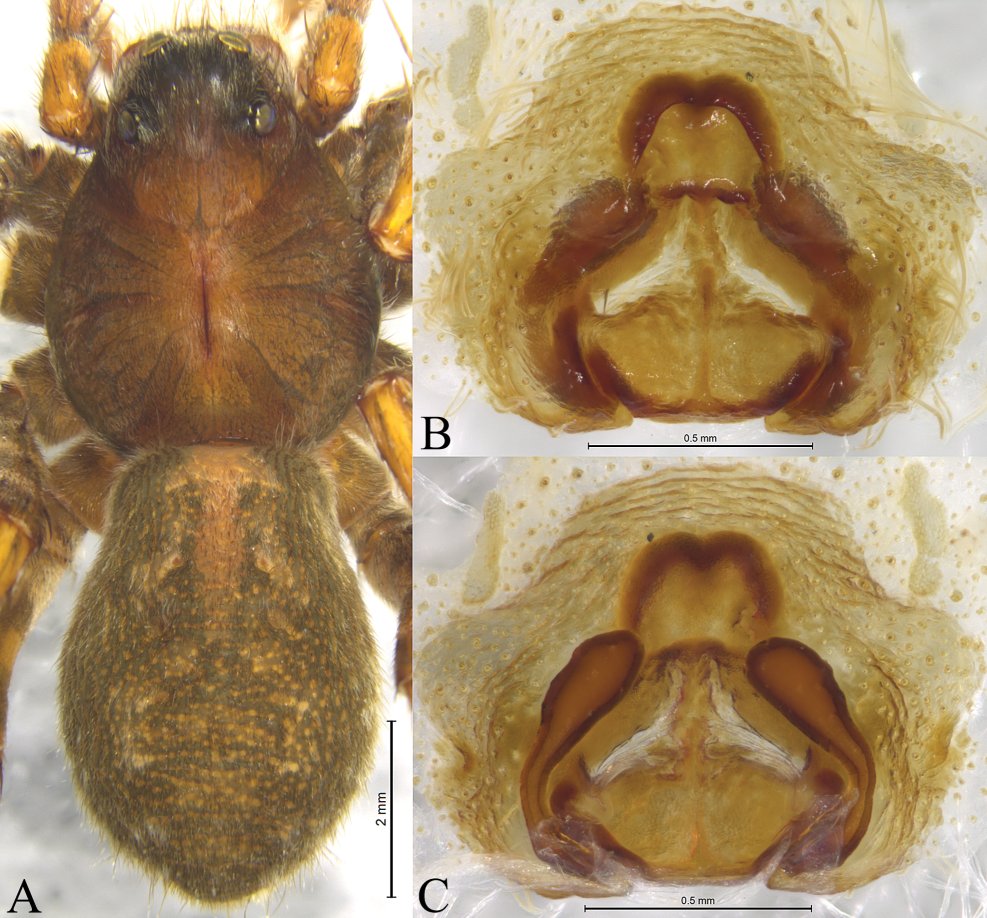 ZooKeys_Journal's tweet image. Two new species are described in a review of he wolf spider genus Acantholycosa from China.

➡ See more here: doi.org/10.3897/zookey…

#newspecies #taxonomy #spiders