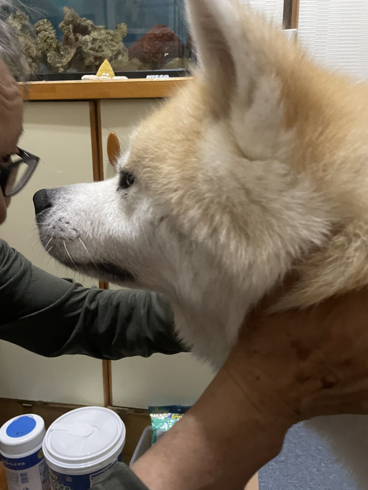 くり　もじゃ犬　うたたね　白オレンジ mqdefault.jpg