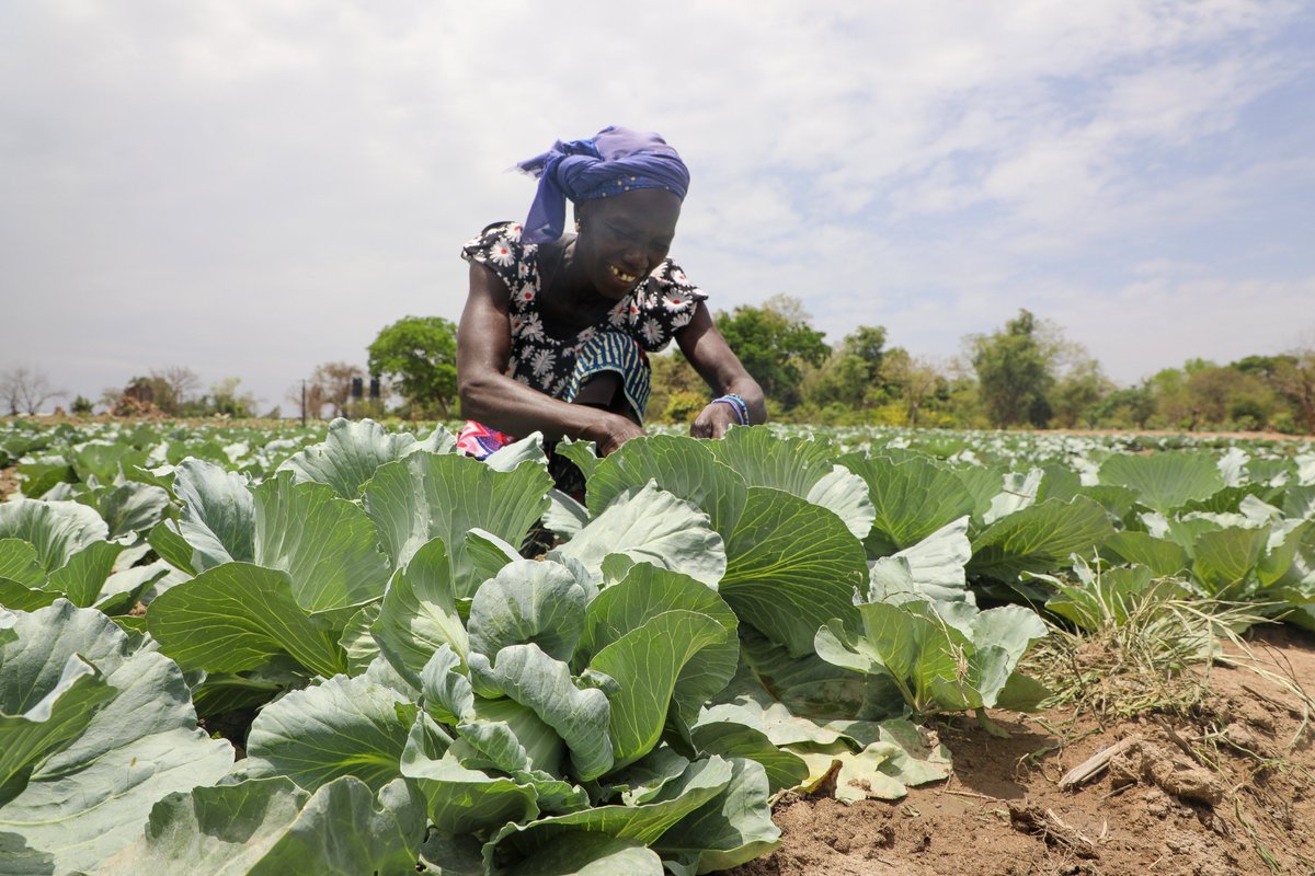 WFP_Cotedivoire's tweet image. «Avant, il fallait marcher jusqu’au barrage pour puiser l’eau. Aujourd’hui, il suffit d’ouvrir la pompe. »
Grâce au soutien de @DFAT 🇦🇺, les #producteurs de Gbinzo 2 🇨🇮 gagnent du temps, économisent leurs efforts, améliorent leurs rendements & soutiennent les #cantinesscolaires