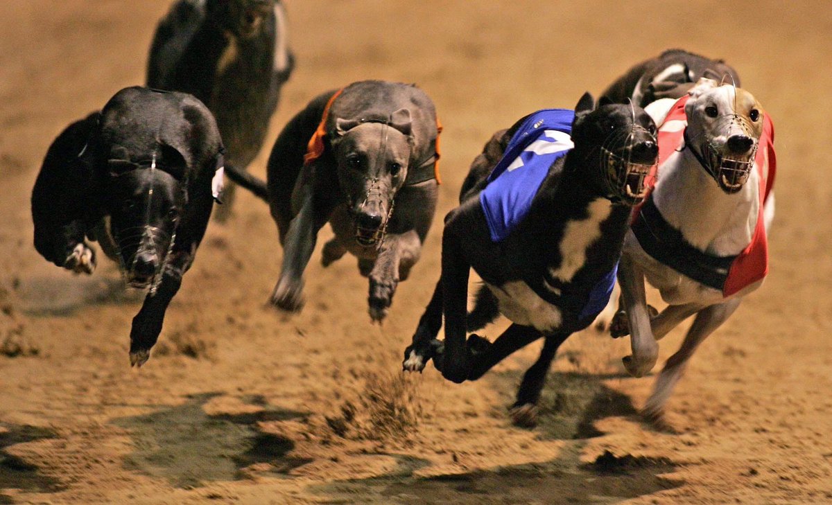 Greyhound meetings today at,
Sheffield, Newcastle, Romford, Monmore, Perry Barr, Swindon, Central Park, Sunderland, Towcester, Oxford &amp; Doncaster 🐾🐾
Pay a visit &amp; help keep these tracks open #greyhoundracing #gowatchracing #betting