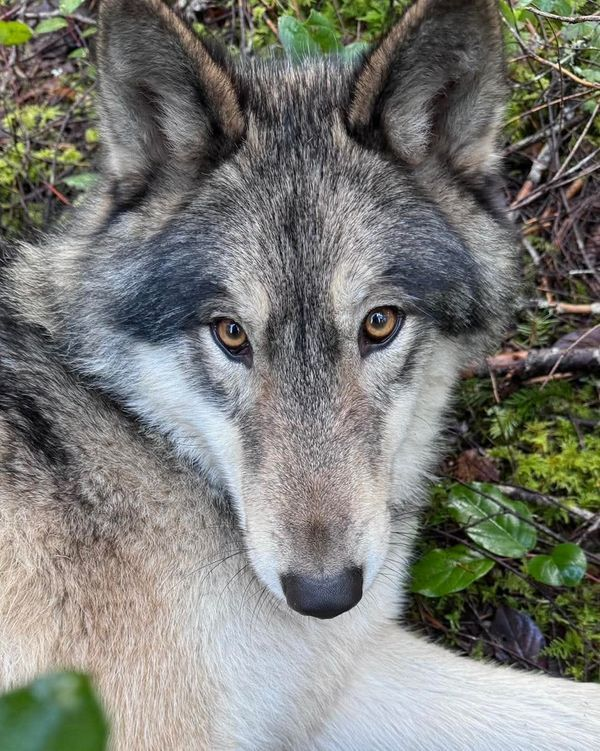 woofgonecrazy's tweet image. i am a strong handsome man and this is my face reveal