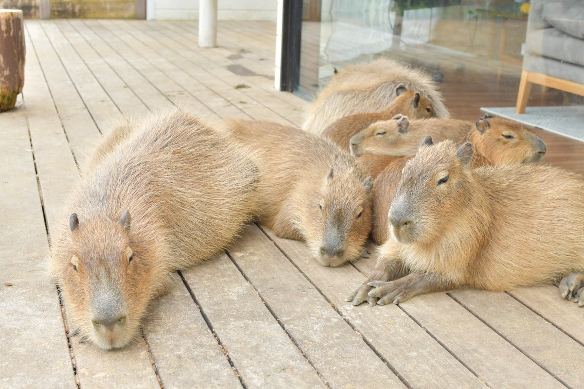カピバラ㌠ (@capivara123) / X