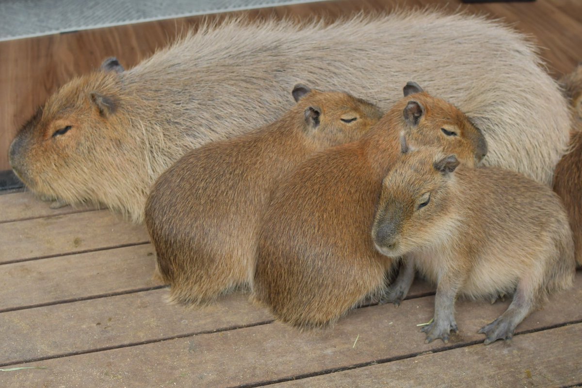 カピバラ㌠ (@capivara123) / X