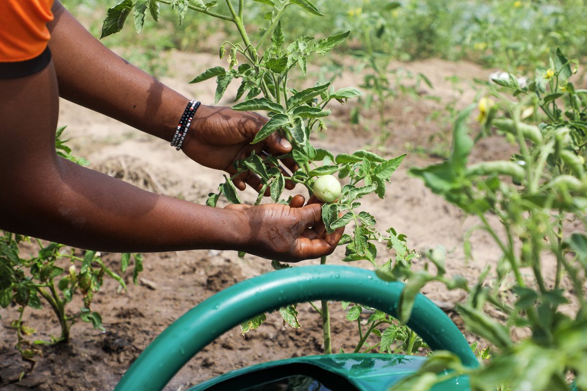 WFP_Cotedivoire's tweet image. «Avant, il fallait marcher jusqu’au barrage pour puiser l’eau. Aujourd’hui, il suffit d’ouvrir la pompe. »
Grâce au soutien de @DFAT 🇦🇺, les #producteurs de Gbinzo 2 🇨🇮 gagnent du temps, économisent leurs efforts, améliorent leurs rendements & soutiennent les #cantinesscolaires