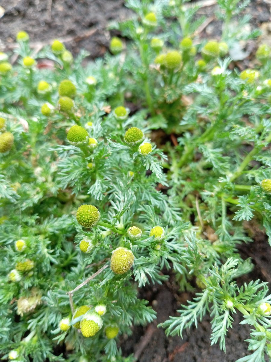 sherpin24's tweet image. A few days ago, I heard it would be raining☔ so I cleaned our front yard and found the following wild plants🌱 on the driveway. Its good-looking little flowers caught my curiosity. Immediately I took a photo. It turned out it's called Matricaria discoidea, commonly known as…